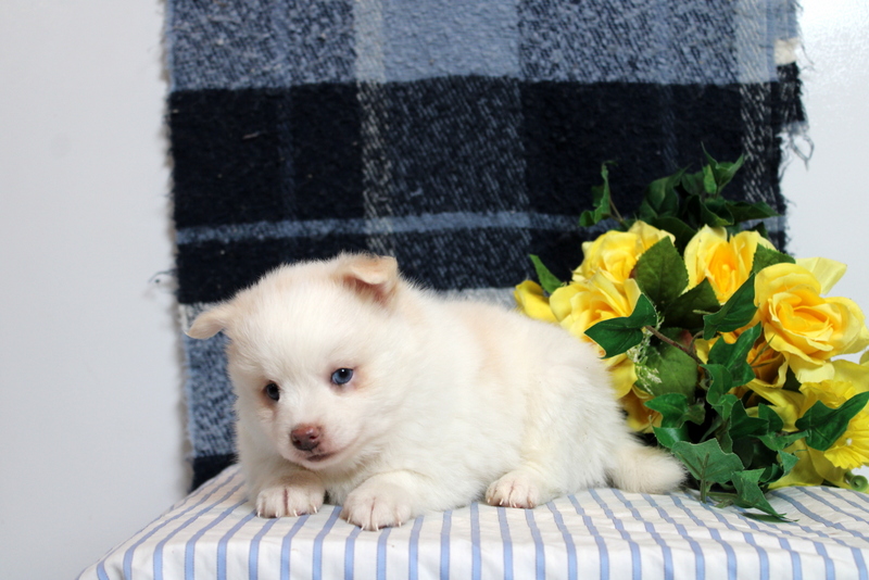 puppy, for, sale, Pomsky, Matthew B. Stoltzfus, dog, breeder, Gap, PA, dog-breeder, puppy-for-sale, forsale, nearby, find, puppyfind, locator, puppylocator, aca